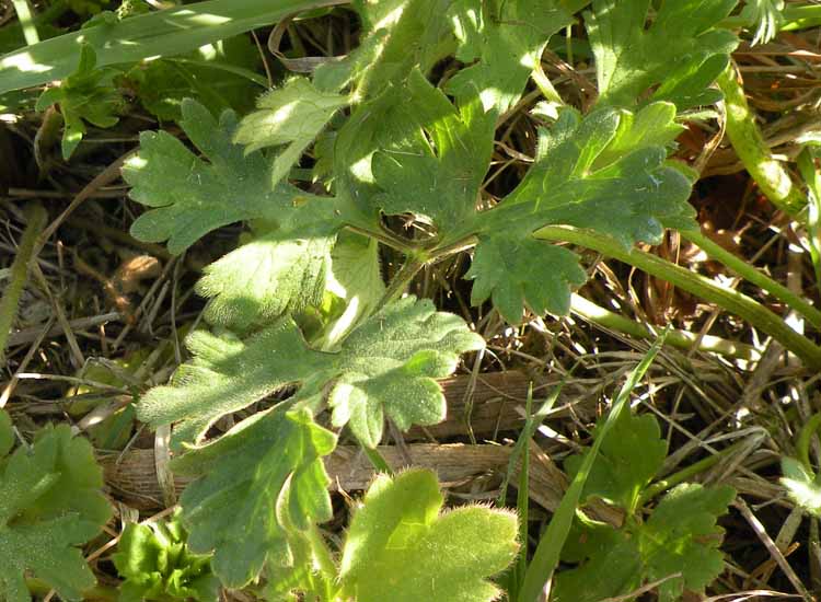 Nelle Valli di Novellara alla ricerca della Viola pumila